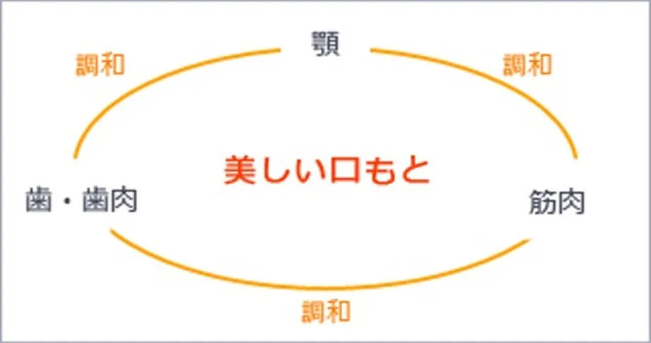 顎・歯と歯肉・筋肉、これら全てが調和して美しい口元になる